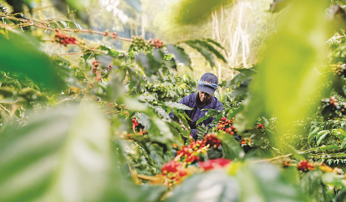 Rogers Hospitality lance le Coffee Tour Experience à Chamarel